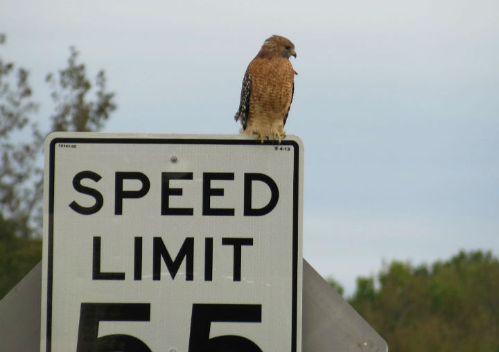 Red-shouldered Hawk